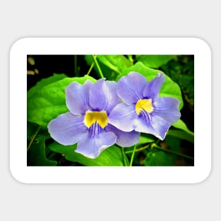 Streptocarpus Speicies Blue Flowers Sticker